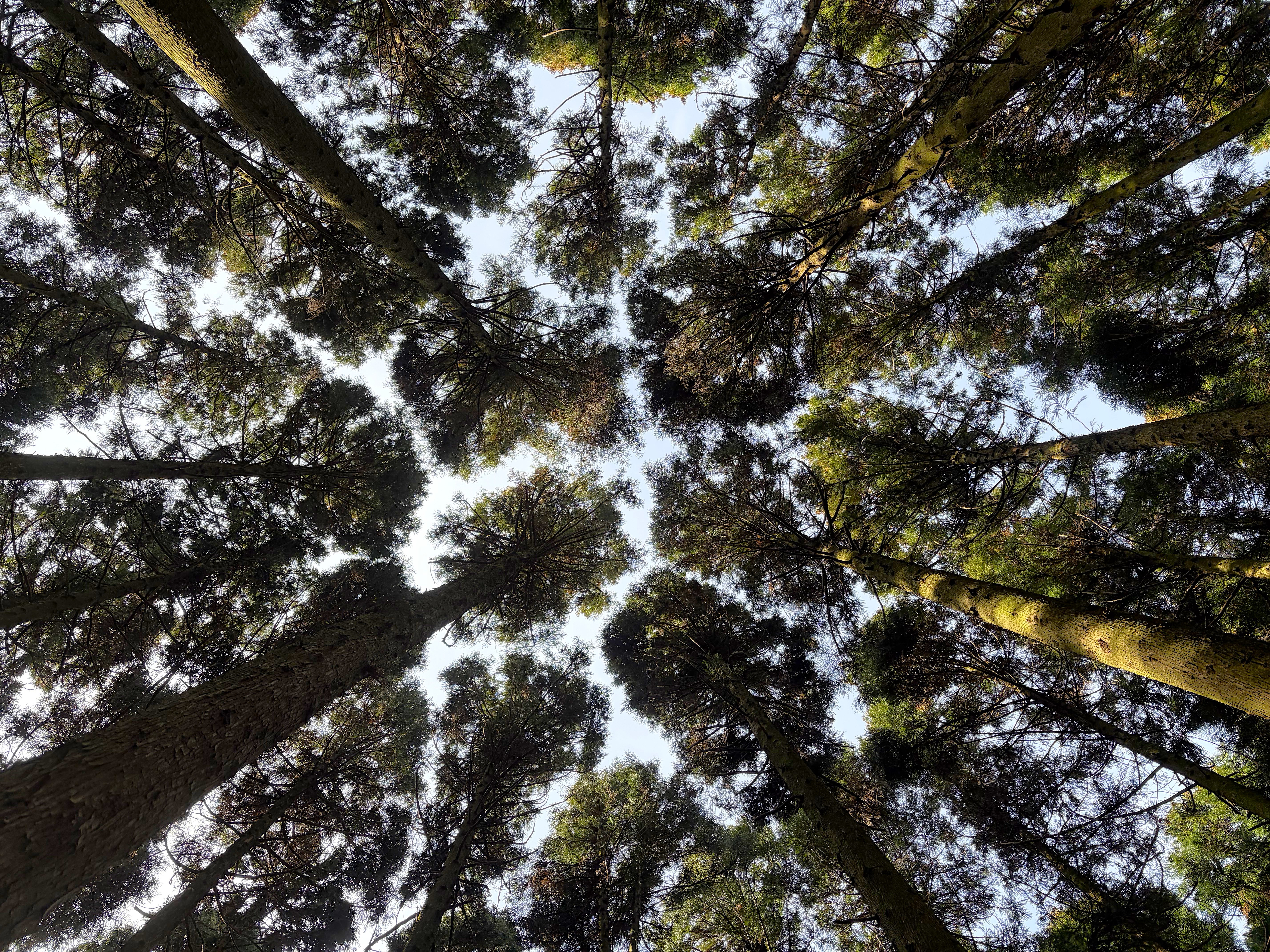 A picture of crown-shyness amongst Japanese Cedar trees in Saryeoni Forest, Jeju.